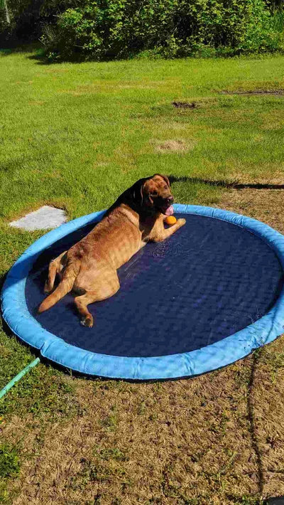 Pet Sprinkler Pad