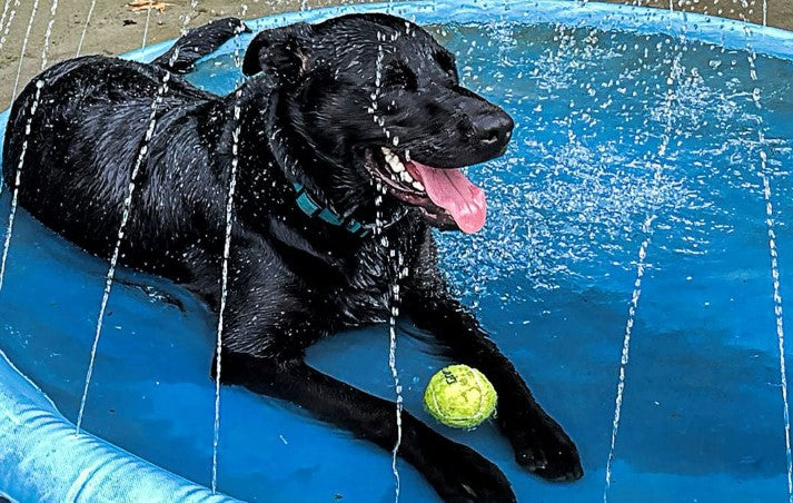 Pet Sprinkler Pad