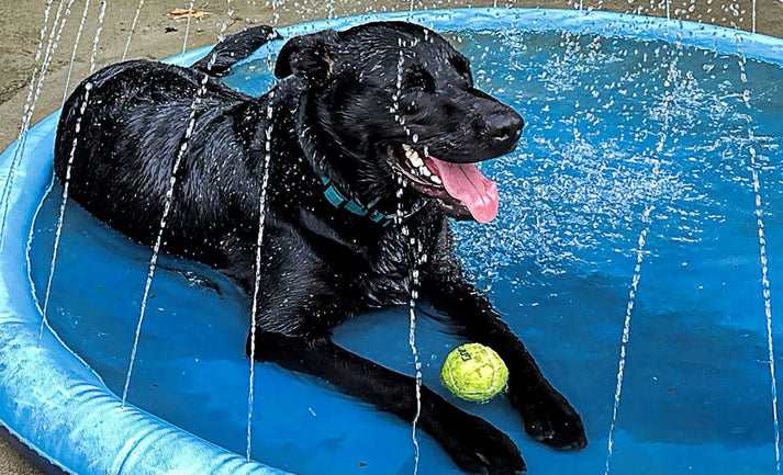 Pet Sprinkler Pad