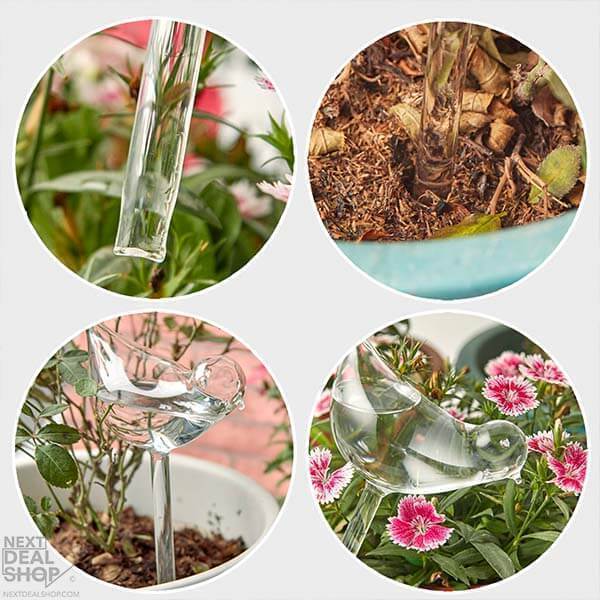 50% OFF-Self-Watering Plant Glass Bulbs